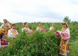 Фестиваль в долине роз - сбор лепестков
