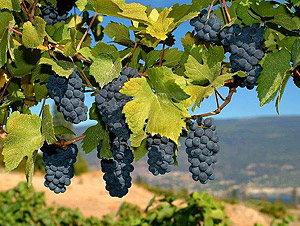 Виноград в Болгарии