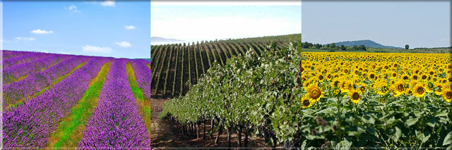 Виноградарство в Болгарии
